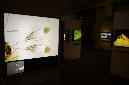 Wasp_exhibition__DSC3470